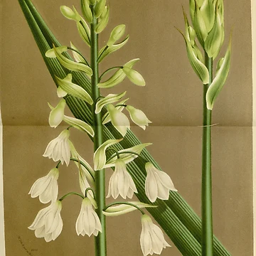 Vorschaubild zum Design Flore des serres et des... von Rodeoclash