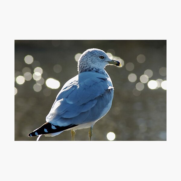 Item preview, Sam the Gull Amidst the Coming of Winter designed and sold by Wviolet28.