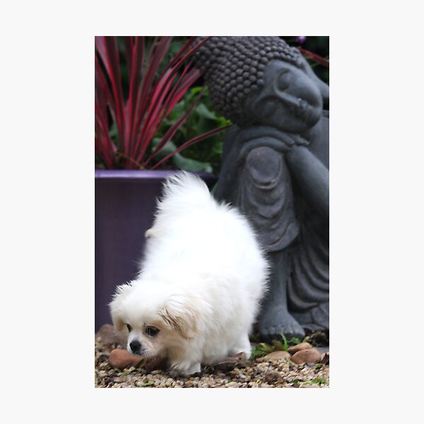 Item preview, Lucy  designed and sold by Globalphotos.
