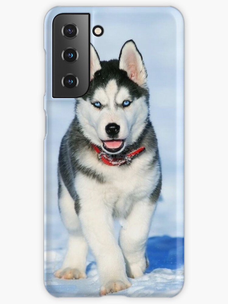 einfarbig schwarzer Husky mit blauen Augen