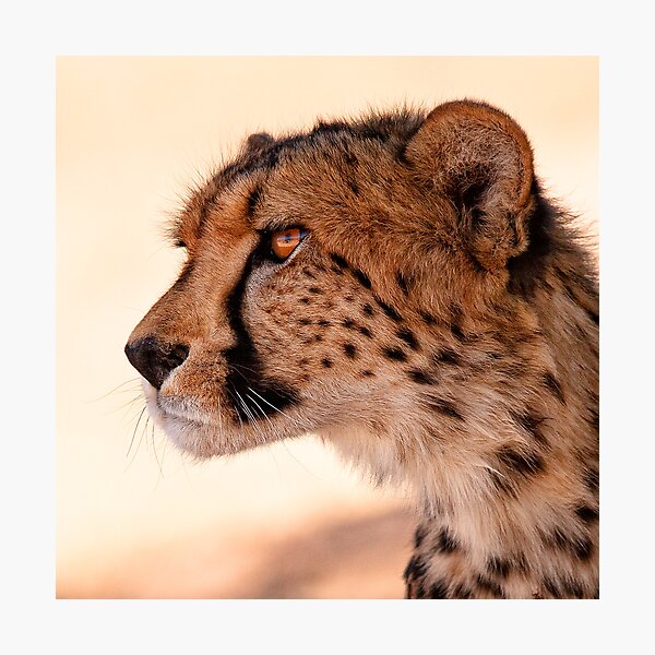 Item preview, Cheetah Portrait designed and sold by Rashid Latiff.
