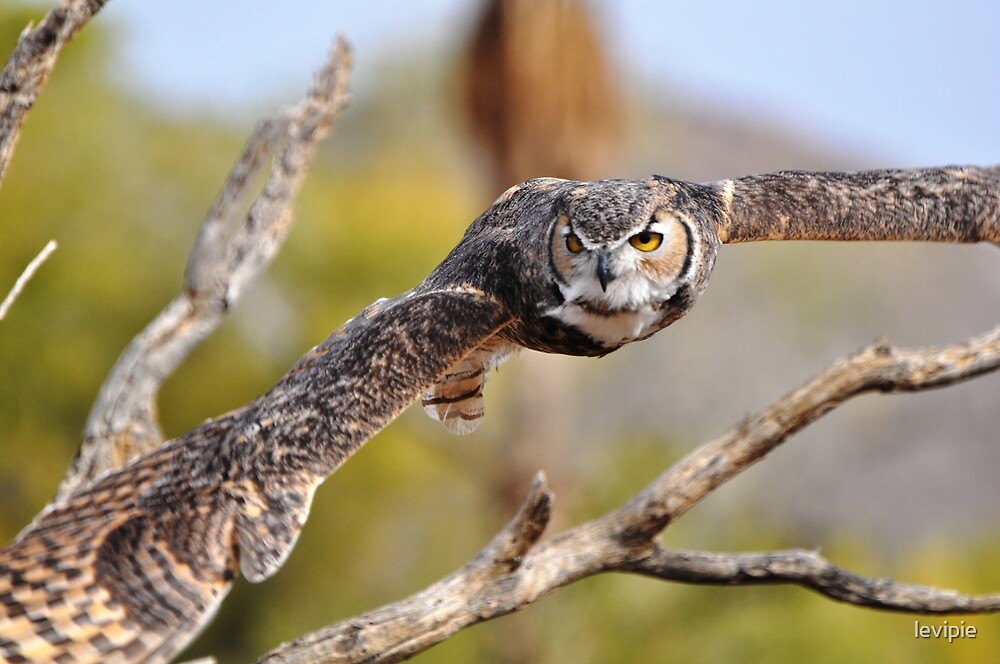 "Great Horned Owl in Flight" by levipie Redbubble