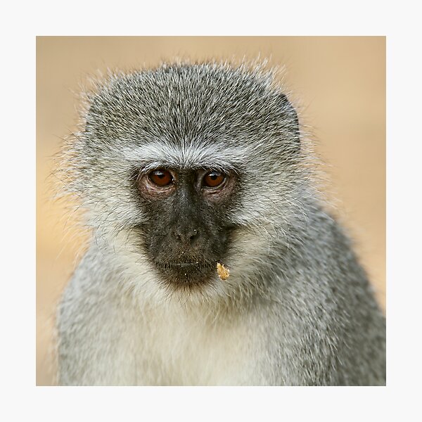 Item preview, Vervet Portrait designed and sold by Rashid Latiff.