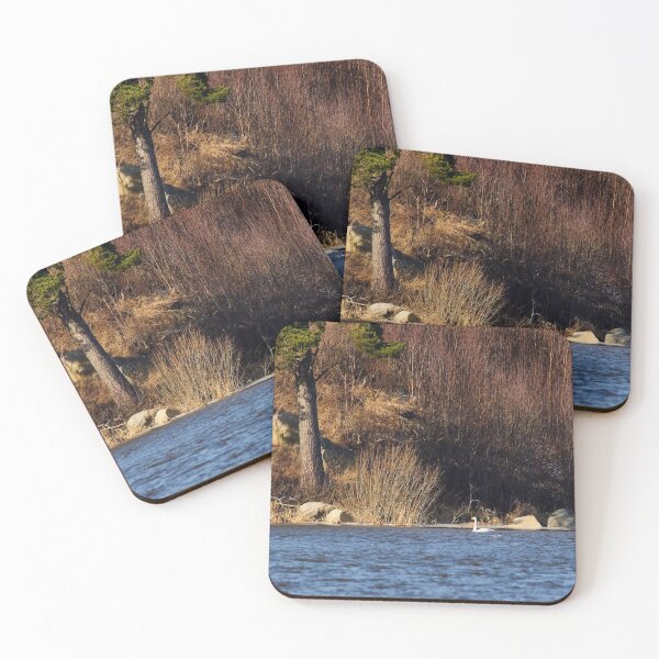 Item preview, Under the old pine. Whooper swan designed and sold by Jouko Lehto Photography.