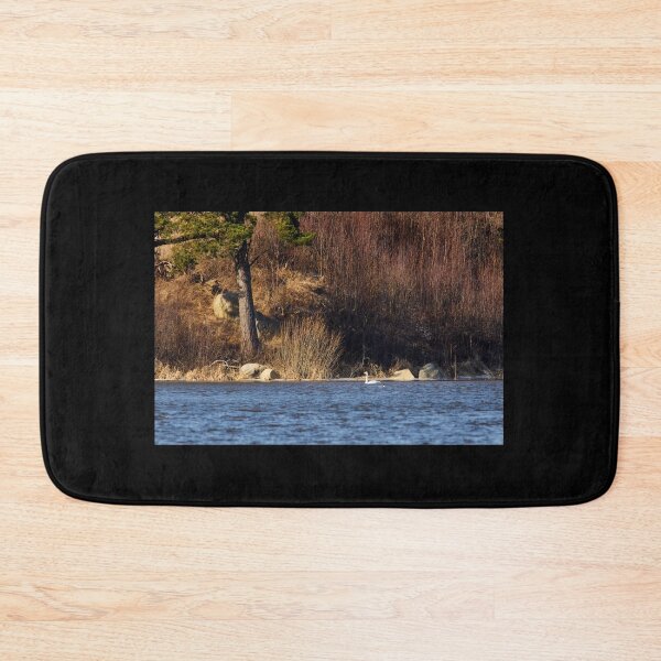 Item preview, Under the old pine. Whooper swan designed and sold by Jouko Lehto Photography.