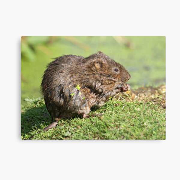 The verdant vole Canvas Print