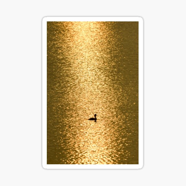 Grebe in the first sun Sticker