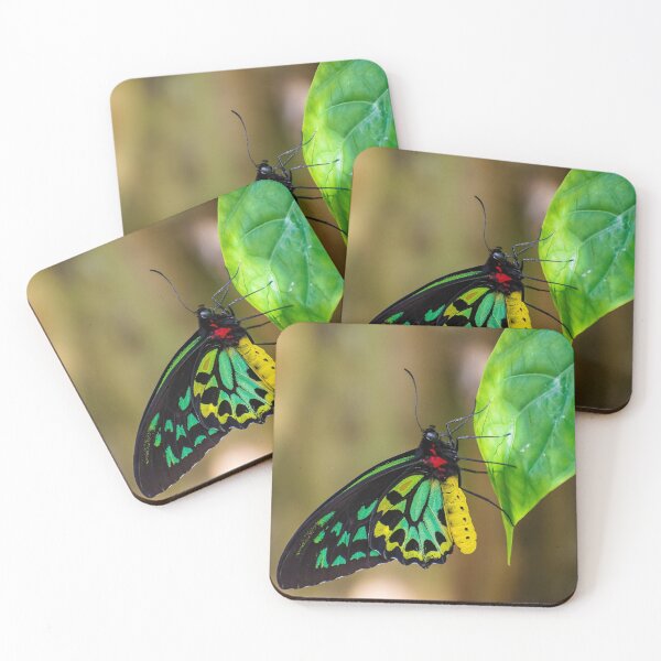 Item preview, Spotlight designed and sold by Shelley Wall.