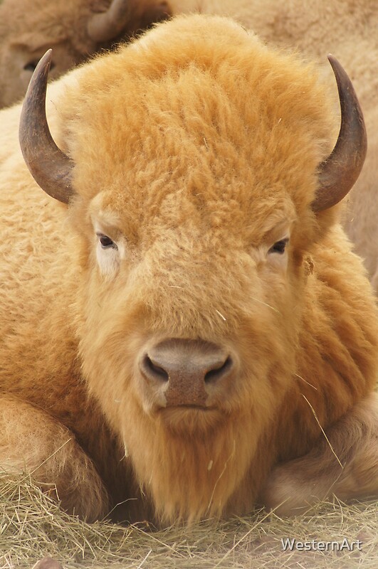 "White Buffalo" by WesternArt | Redbubble