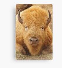 Lienzo White Buffalo