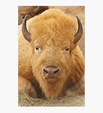 Lámina fotográfica White Buffalo