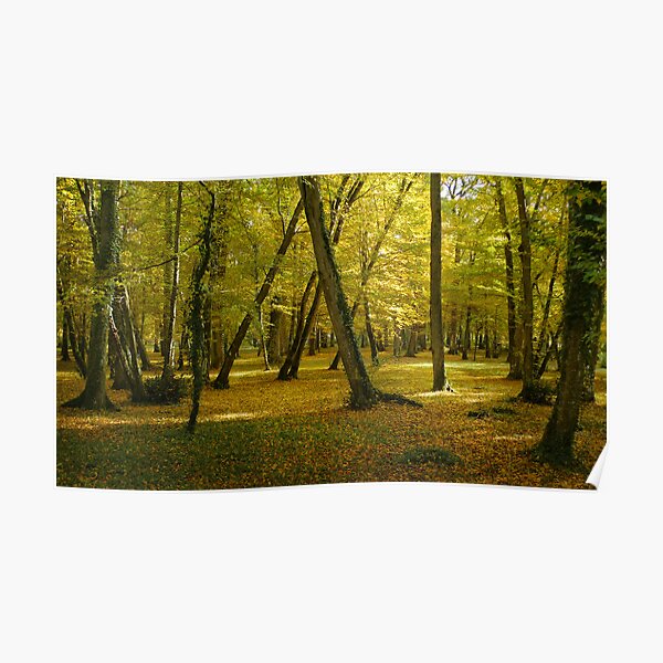 Autumn in the forest of Chenonceau Poster