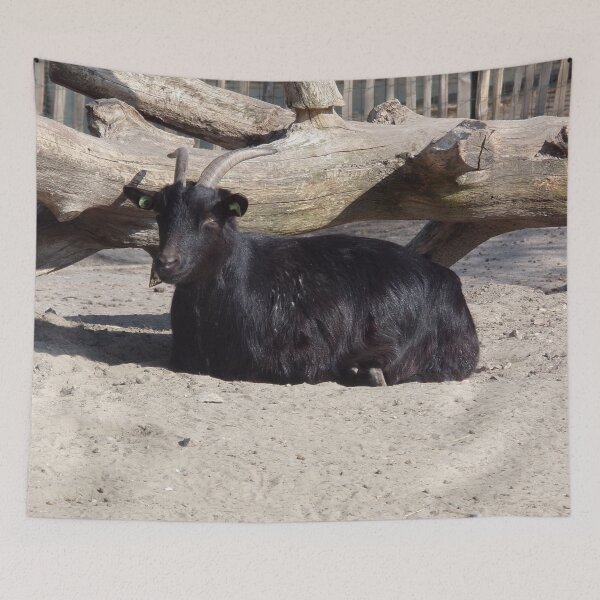 Item preview, Mountain goat designed and sold by CreativeWorld96.