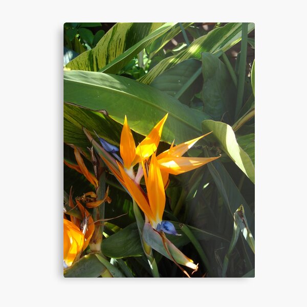 Birds of Paradise Metal Print