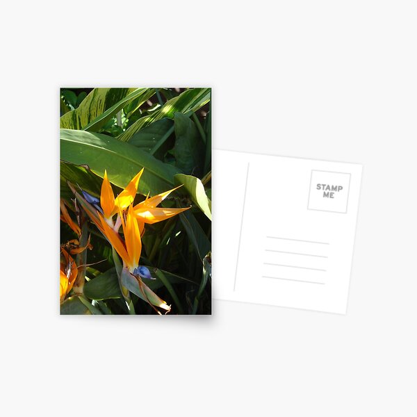 Birds of Paradise Postcard