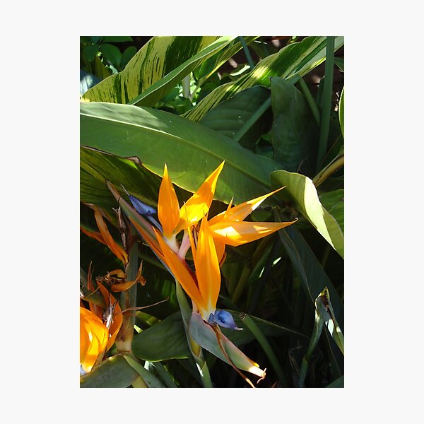 Birds of Paradise Photographic Print
