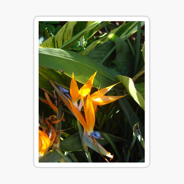 Birds of Paradise Sticker