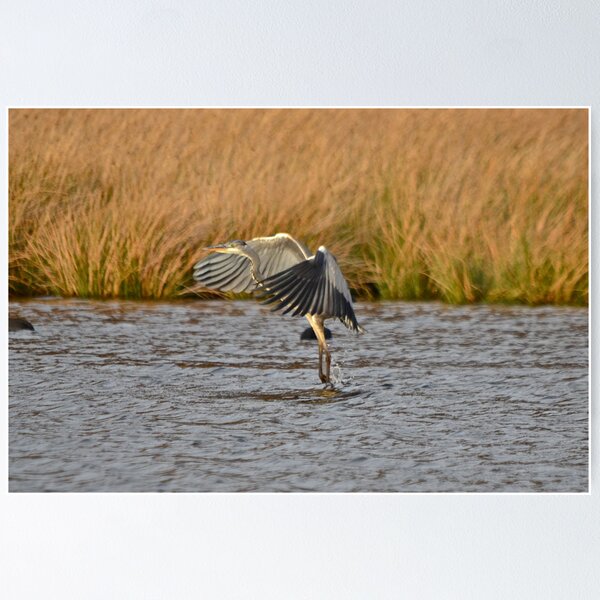 Item preview, Heron 2 designed and sold by dougie1page3.
