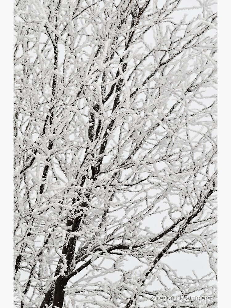 Winter's Paintbrush by nikongreg