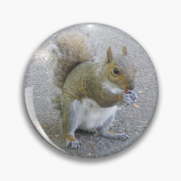 Item preview, Cheeky Little Grey Squirrel Eating a Peanut Photograph designed and sold by naturegallery.