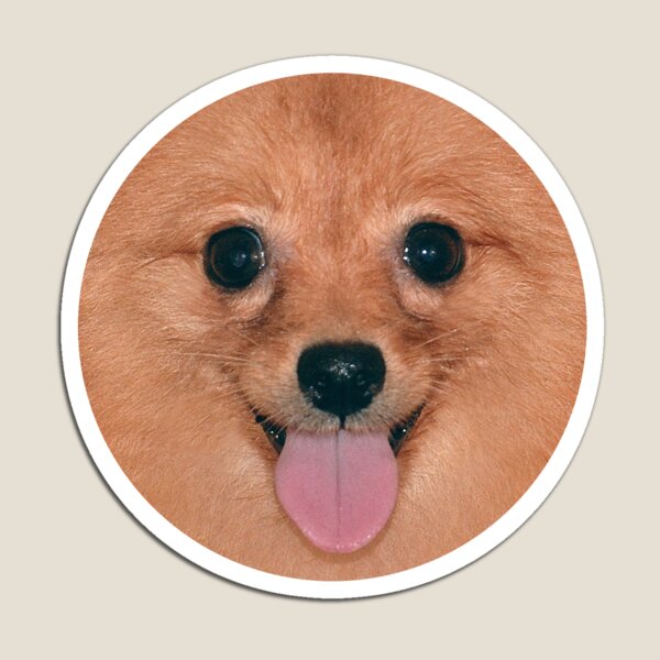 Pomeranian Cute_1 Magnet