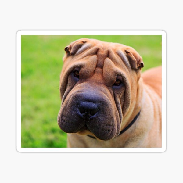 why-the-sad-face-wrinkly-sharpei-face-sticker-for-sale-by