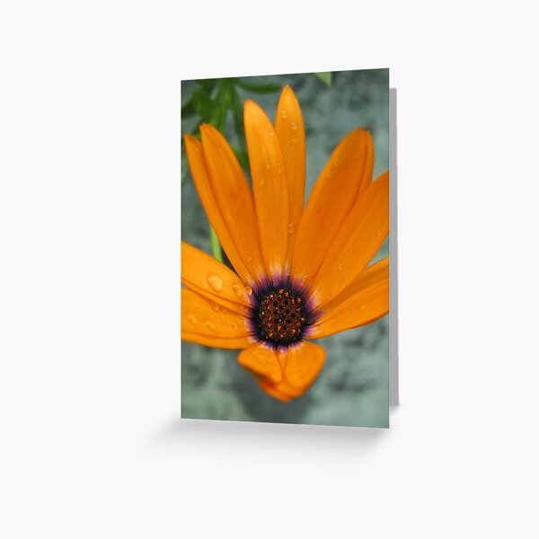 Orange daisy Greeting Card