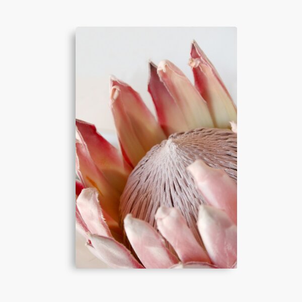 King Protea Canvas Print