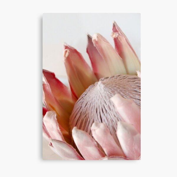 King Protea Metal Print