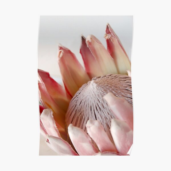 King Protea Poster