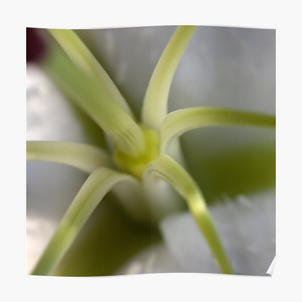 green star Poster