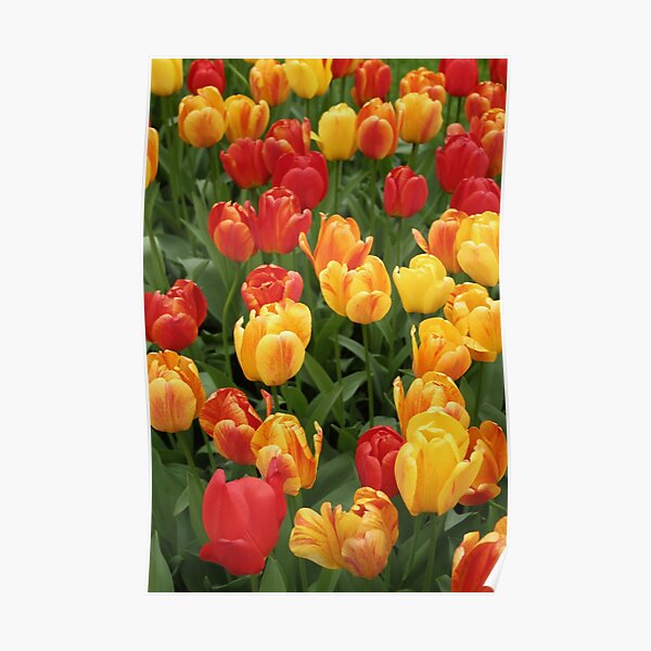 Keukenhof Tulips Poster