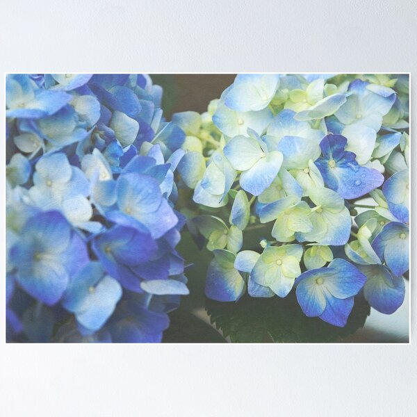 Item preview, Bold Blue Hydrangea designed and sold by Virginia Sanderson.