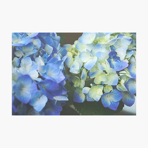 Aperçu de l'œuvre Bold Blue Hydrangea créée et vendue par Virginia Sanderson.