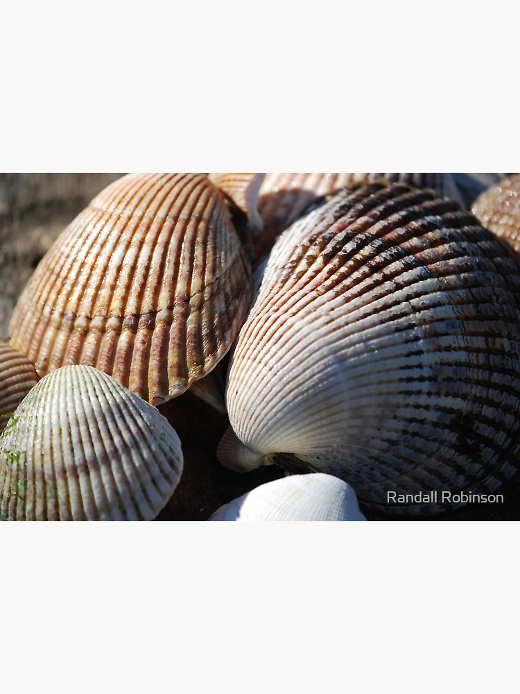 Thumbnail 3 of 3, Poster, Shellfish designed and sold by Randall Robinson.