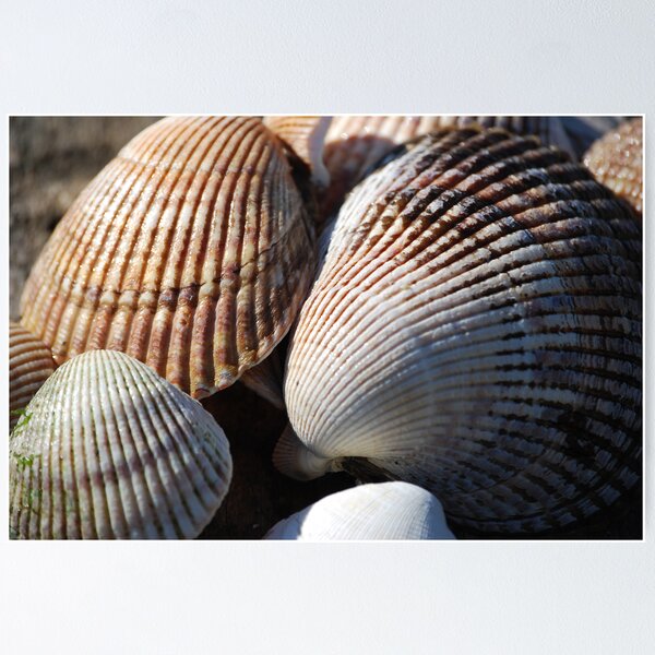 Item preview, Shellfish designed and sold by Randall Robinson.