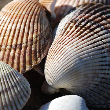 Artwork thumbnail, Shellfish by Randall Robinson