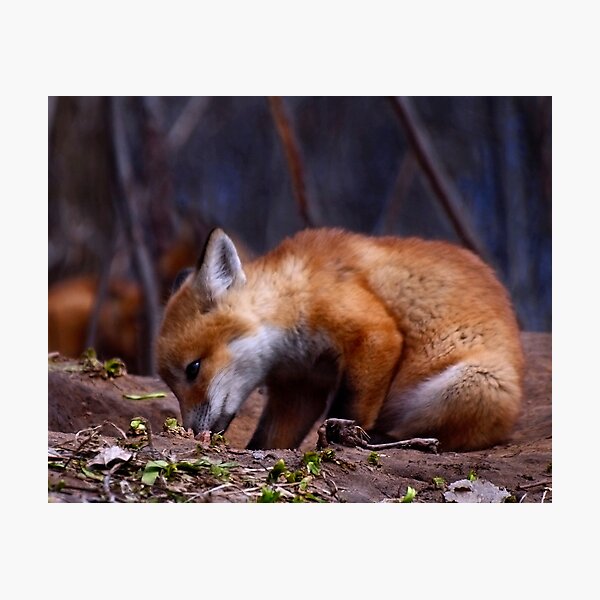 Item preview, Curious Kit Fox designed and sold by Thomasyoung.