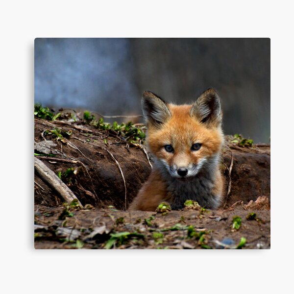Item preview, Kit Fox designed and sold by Thomasyoung.