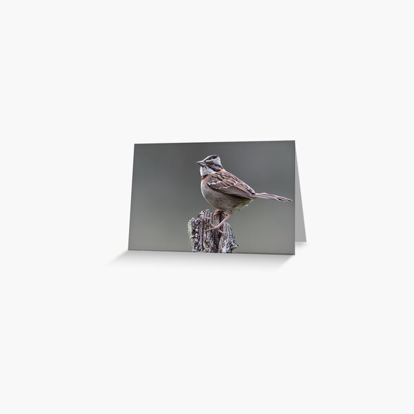 Rufous-Collared Sparrow Greeting Card