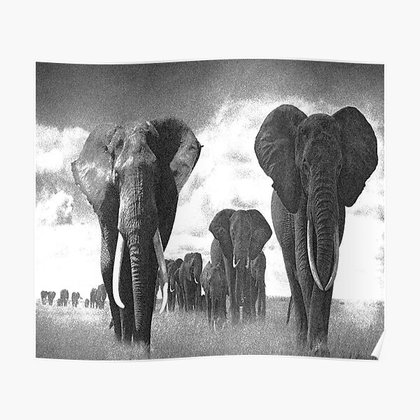 "Black and white elephants by pahanw" Poster for Sale by Pahancrazzy