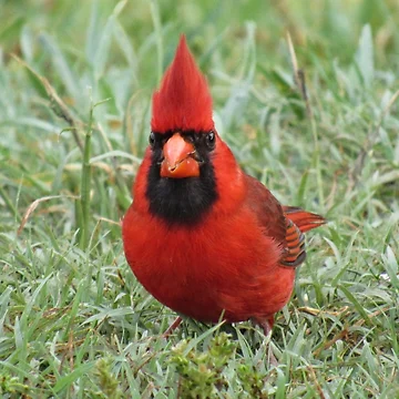 Artwork thumbnail, The Cardinal by InGFocus