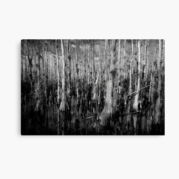 Cypress #4 Canvas Print