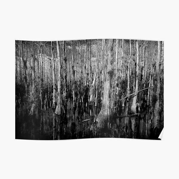 Cypress #4 Poster