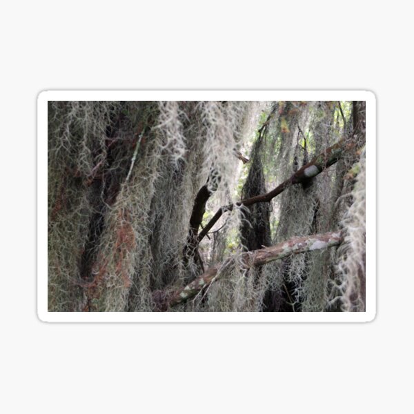 Item preview, Spanish Moss designed and sold by WisePhoto.