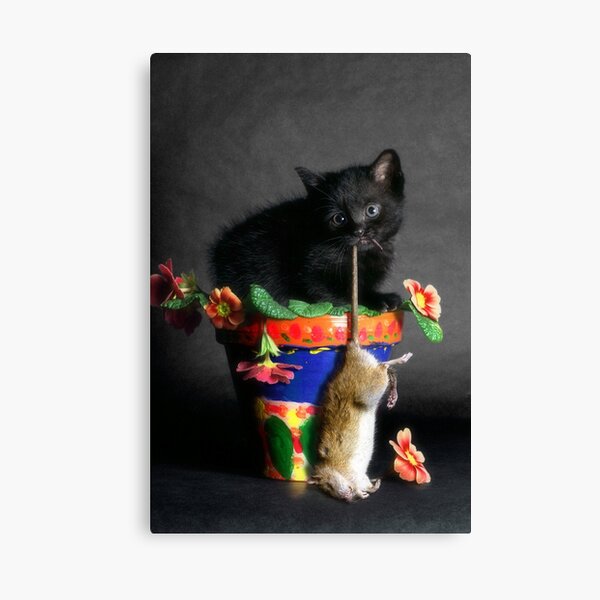 Rat Cat Canvas Print