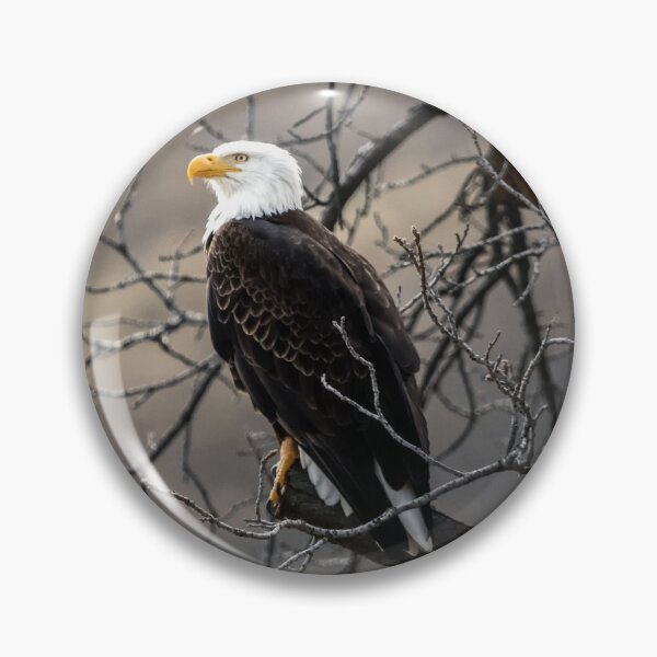 Item preview, White and brown eagle on tree branch designed and sold by Love2Adventure.