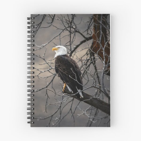 Item preview, White and brown eagle on tree branch designed and sold by Love2Adventure.