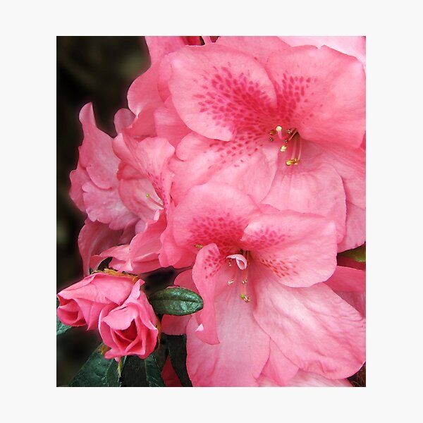 Azalias Photographic Print