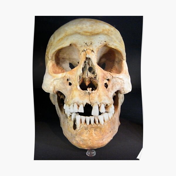 Skull Poster